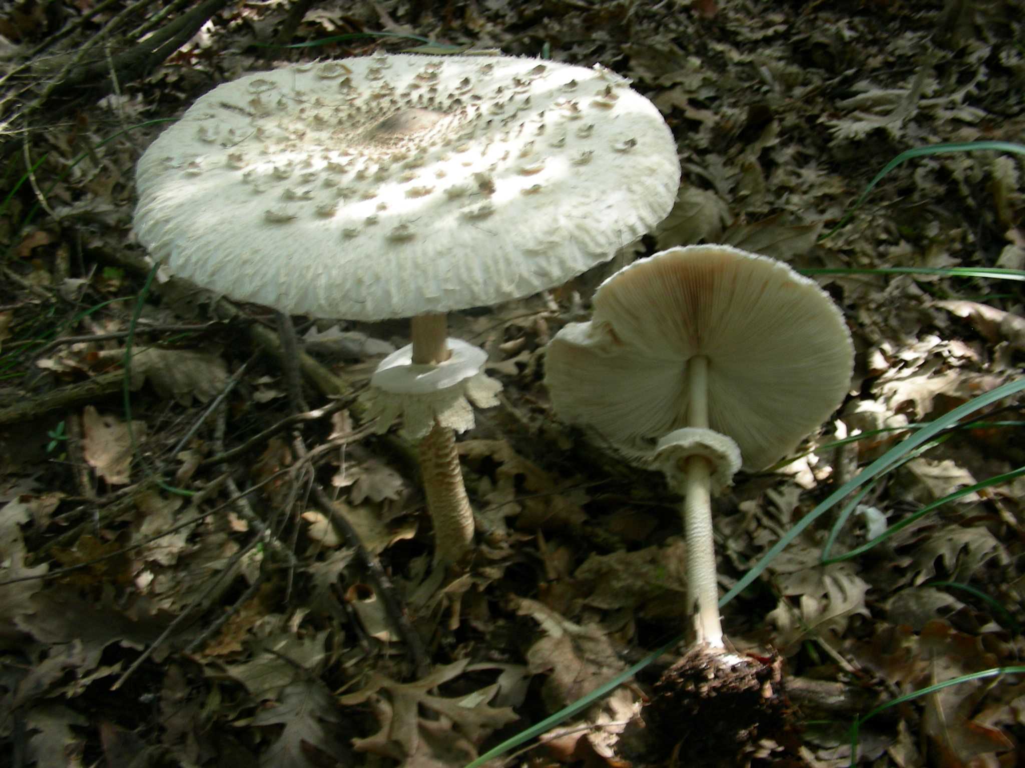 1339 Maggio vecchio ritrovamento